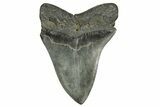 Fossil Megalodon Tooth - South Carolina #369999-2